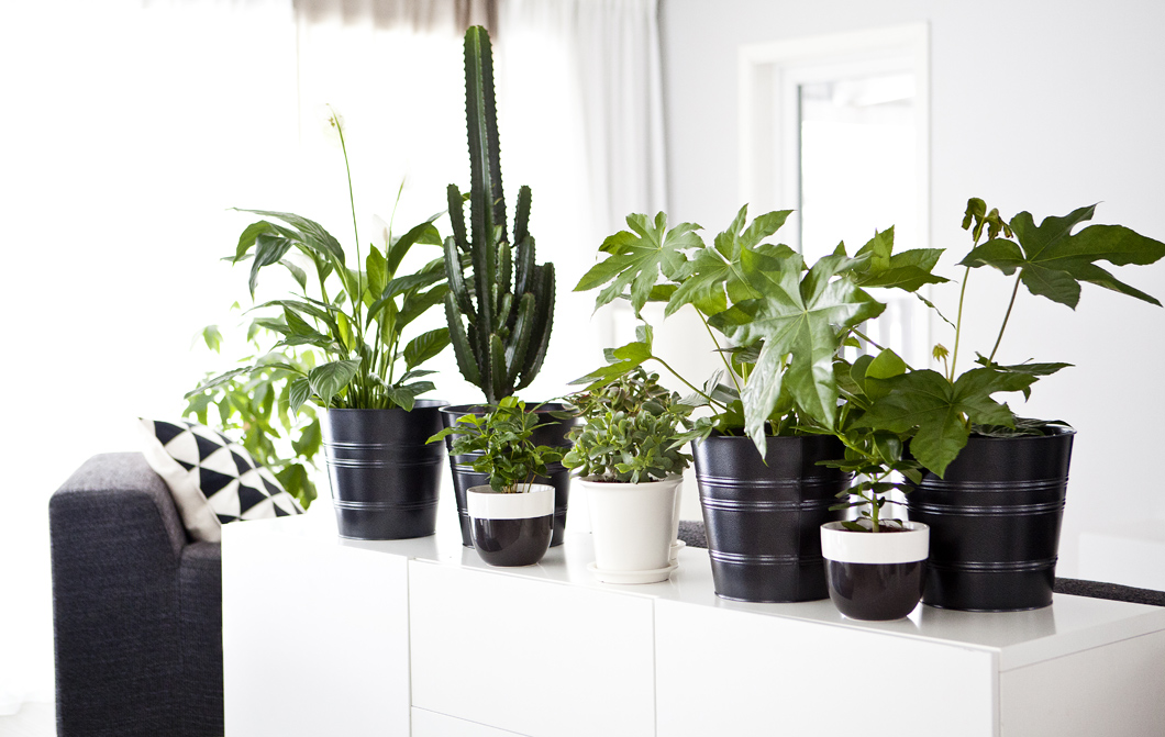 IKEA - Пет начина да се възползвате от домашните растения
